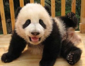 chengdu panda breeding funny