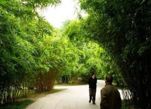 chinese china park bamboo tourists travel